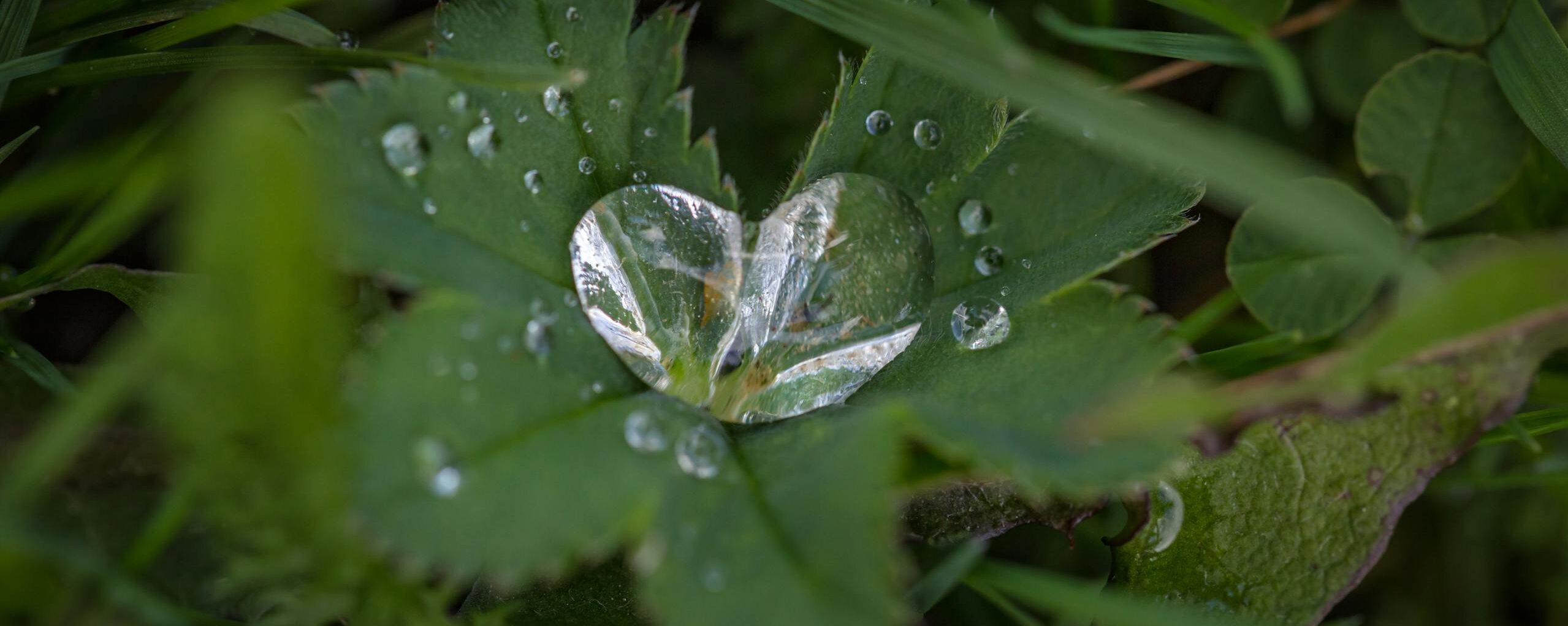 Close-up of fresh dew drops forming a heart shape on green leaves outdoors.