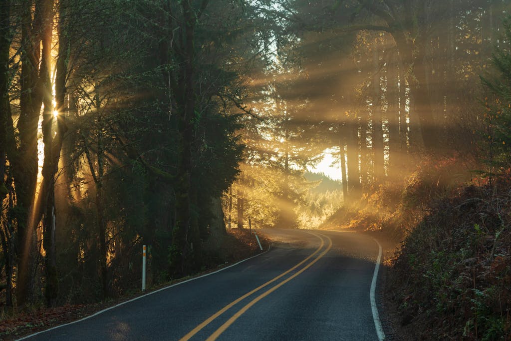 Winding road through a tranquil forest with sunlight streaming through the trees, creating a peaceful atmosphere.